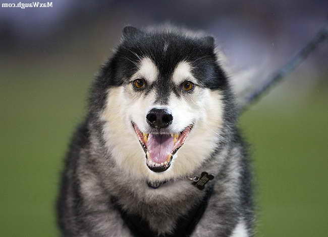 Husky Oregon