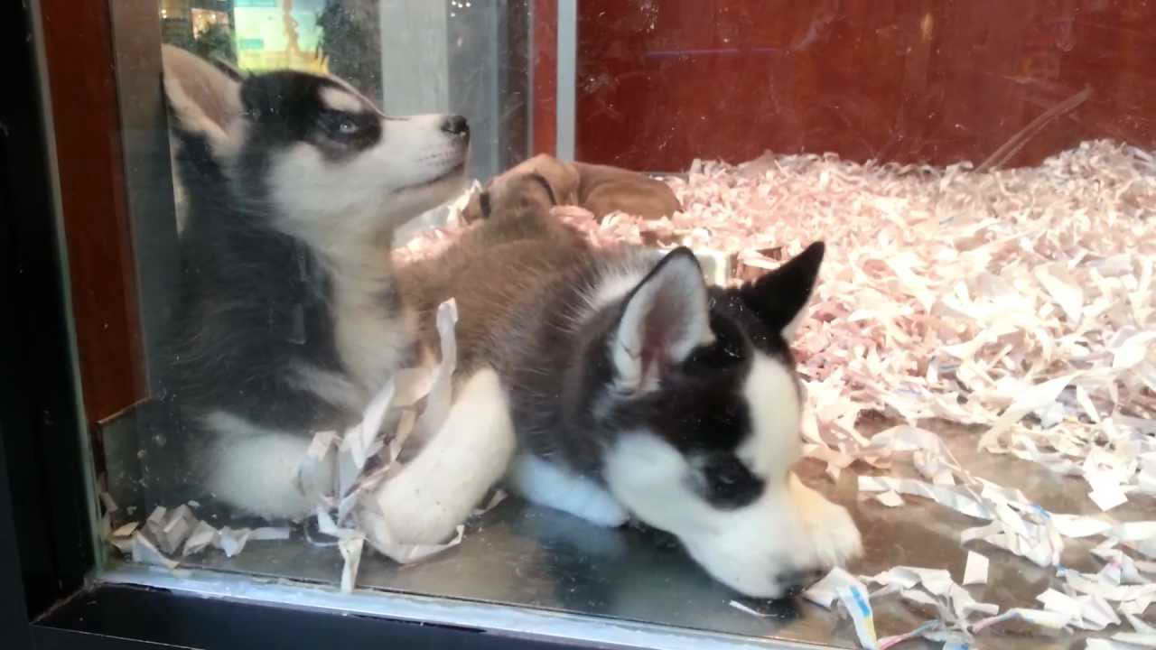 Husky Pet Store