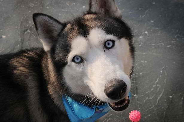 Husky Police Dog