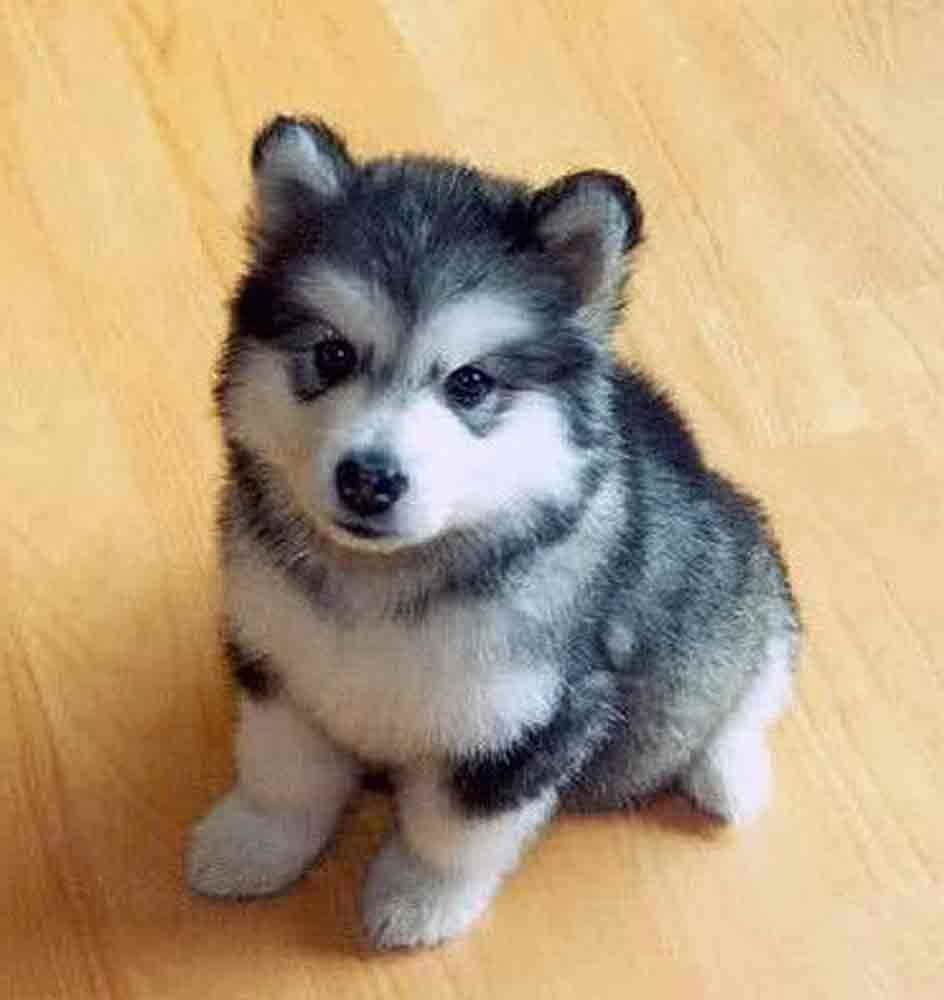 Husky Pomeranian Mix Cost