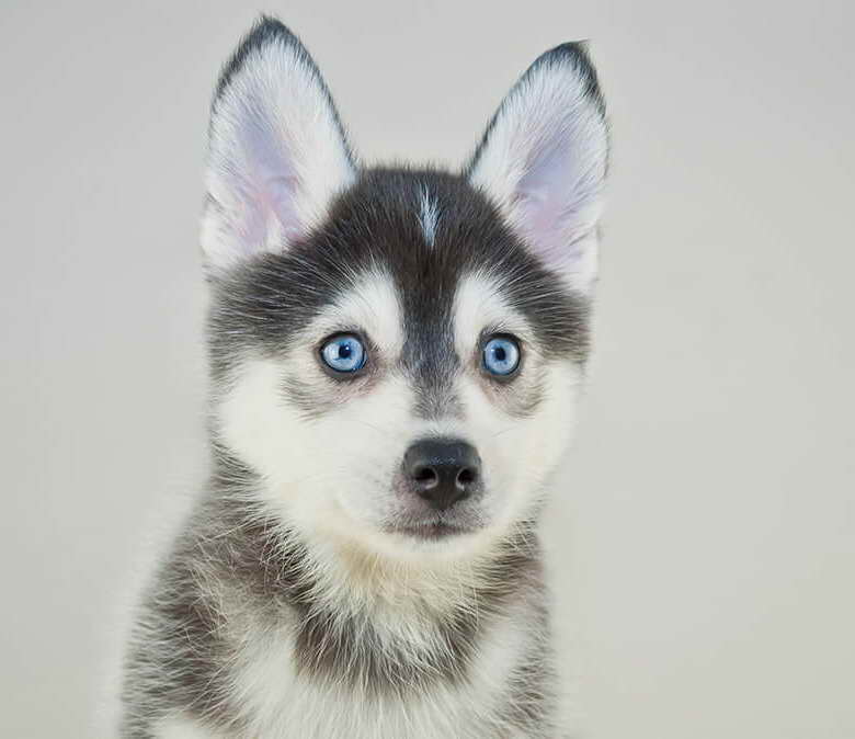 Husky Pomsky