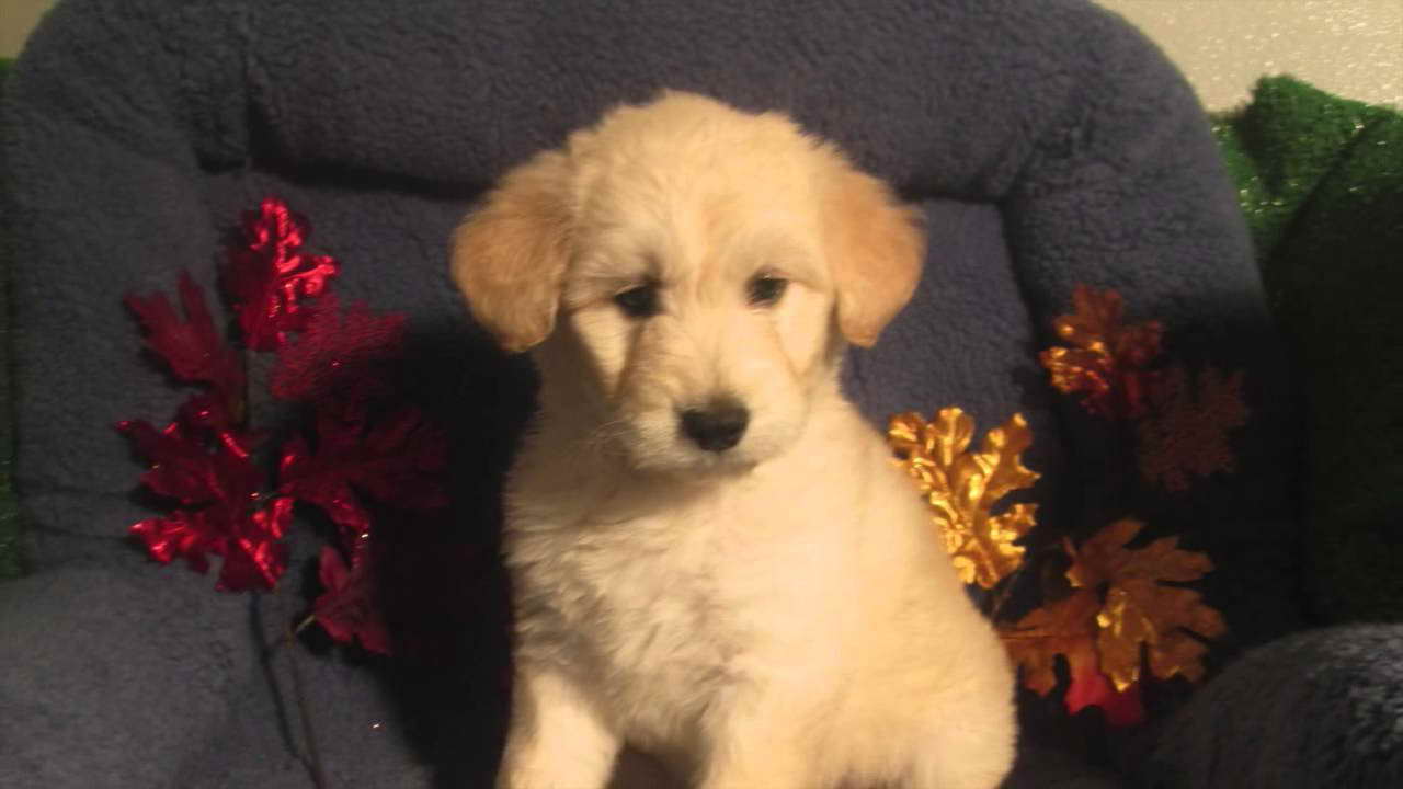 Husky Poodle Mix Puppies For Sale