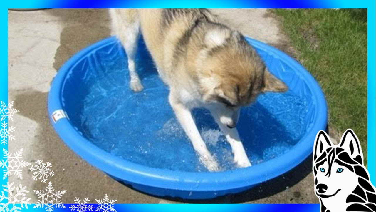 Husky Pool