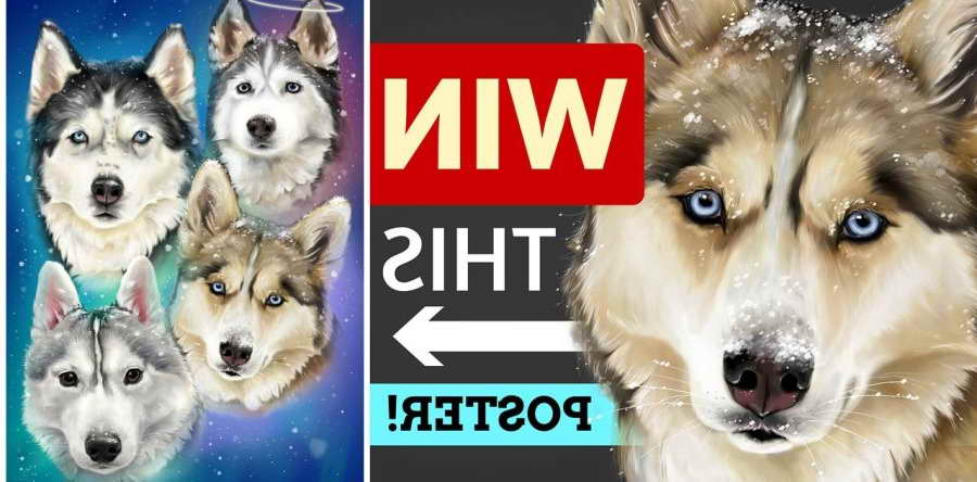 Husky Poster