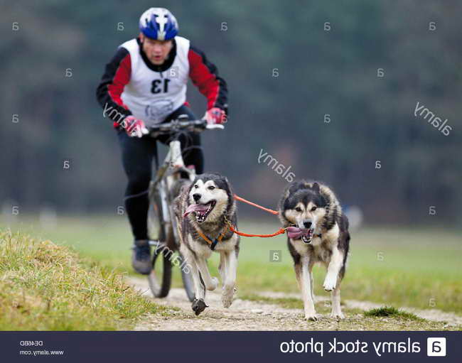 Husky Pulling Bike