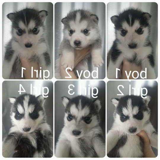 Husky Pup For Sale