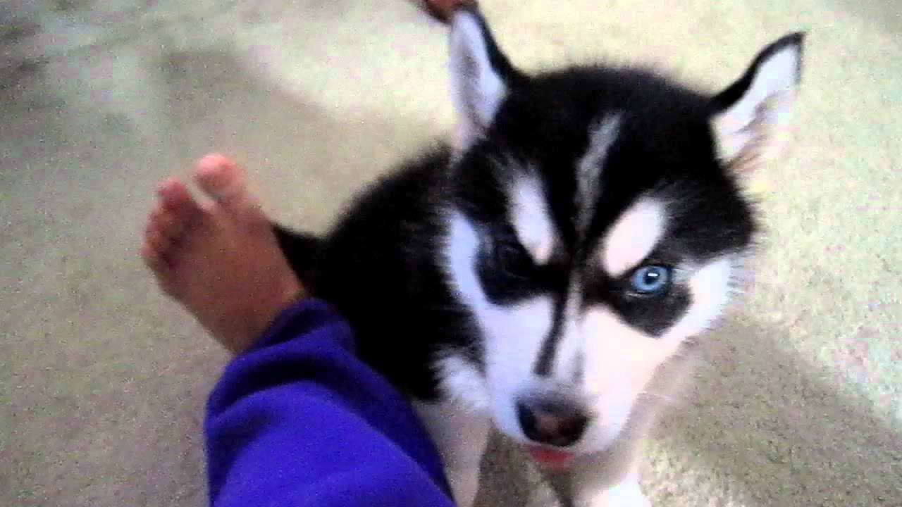 Husky Pup Training