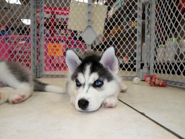 Husky Puppies Atlanta