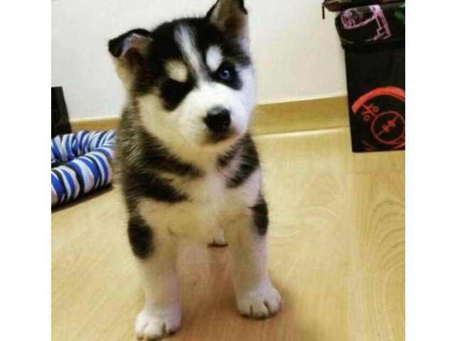 Husky Puppies Austin