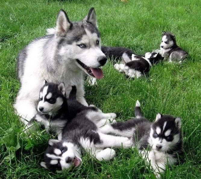 Husky Puppies Buffalo Ny