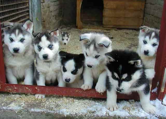 Husky Puppies Care