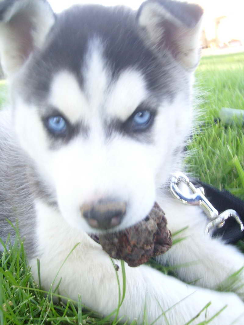 Husky Puppies Colorado