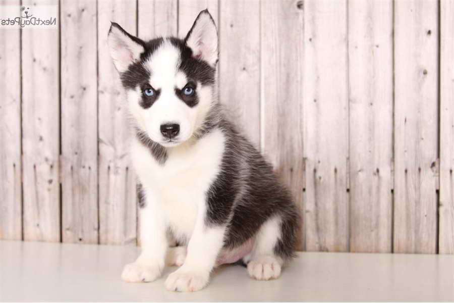 Husky Puppies Columbus Ohio