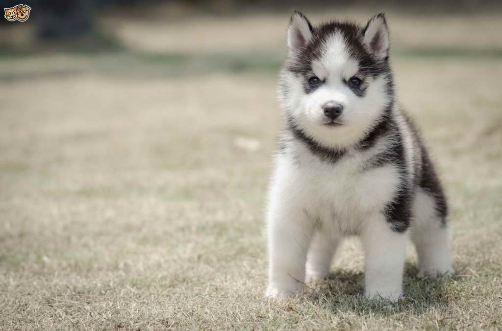 Husky Puppies Facts