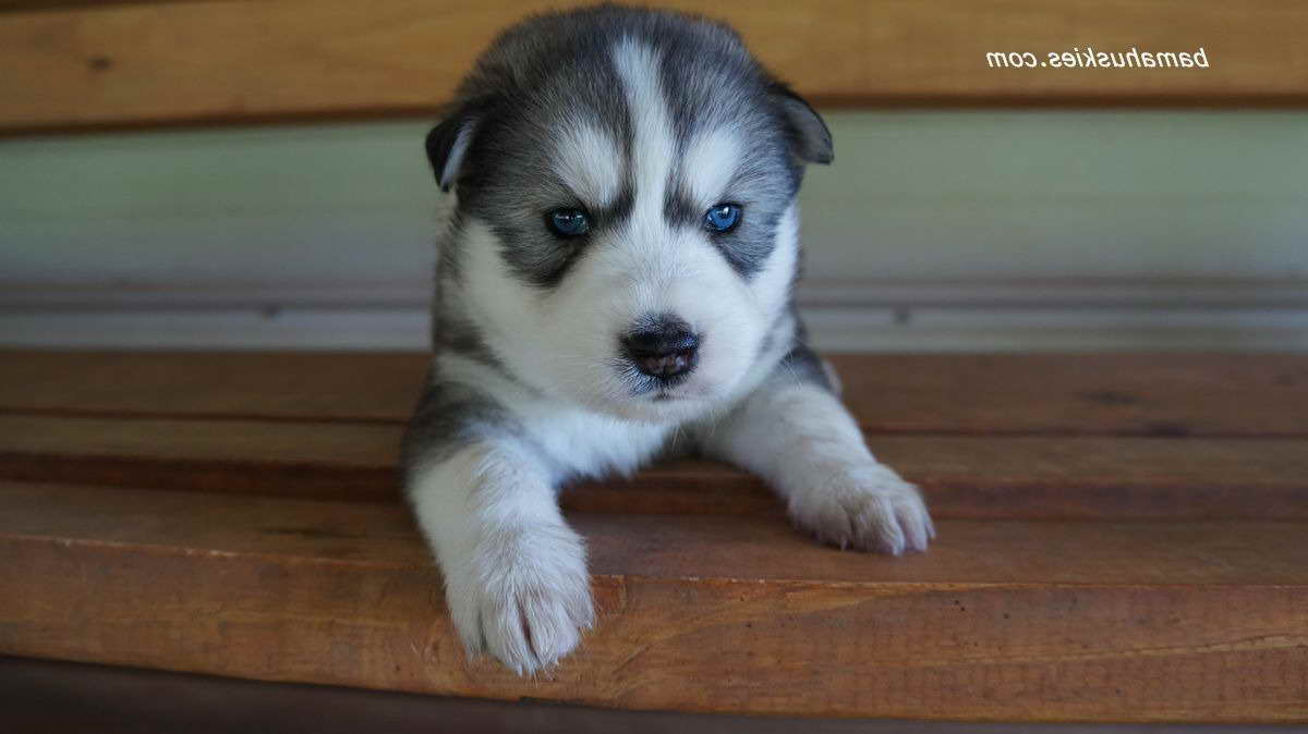 Husky Puppies Florida