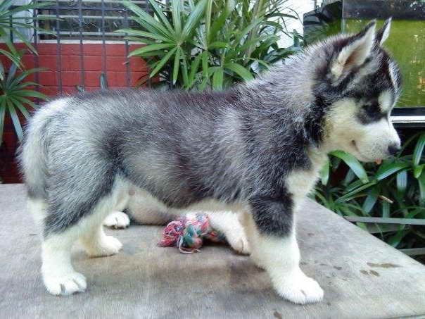 Husky Puppies For Adoption In Florida