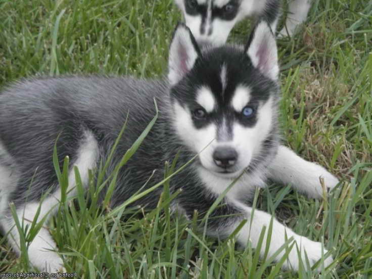 Husky Puppies For Adoption In Md