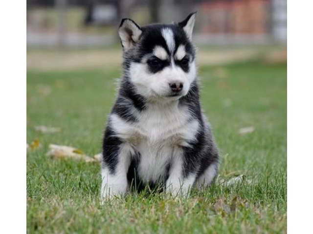 Husky Puppies For Adoption In Oklahoma