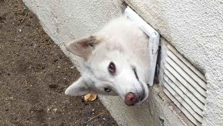 Husky Puppies For Rescue