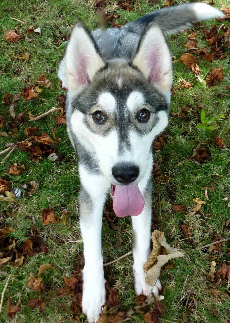 Husky Puppies For Sale Hawaii