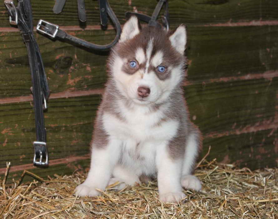 Husky Puppies For Sale Idaho