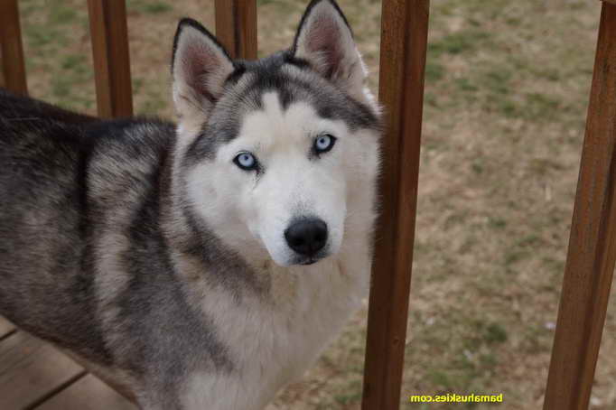 Husky Puppies For Sale In Alabama