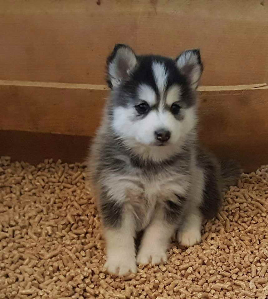 Husky Puppies For Sale In Albuquerque