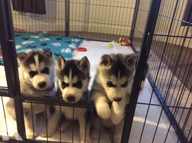 Husky Puppies For Sale In Bakersfield Ca