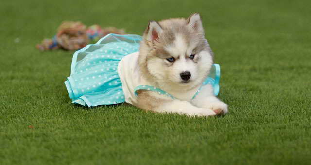 Husky Puppies For Sale In Buffalo Ny