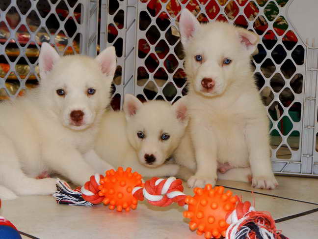 Husky Puppies For Sale In Ca