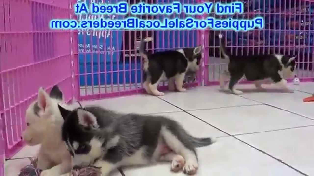Husky Puppies For Sale In Charleston Sc