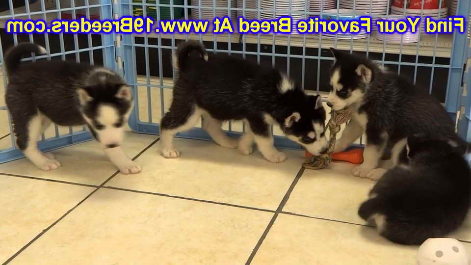 Husky Puppies For Sale In Cincinnati