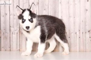 Husky Puppies For Sale In Columbus Ohio