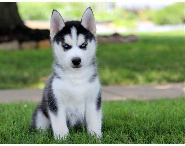 Husky Puppies For Sale In Dayton Ohio