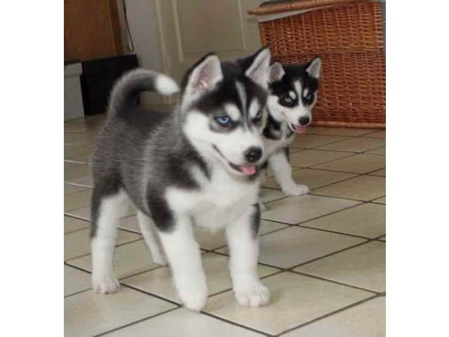 Husky Puppies For Sale In Florida