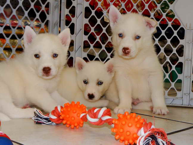 Husky Puppies For Sale In Fresno