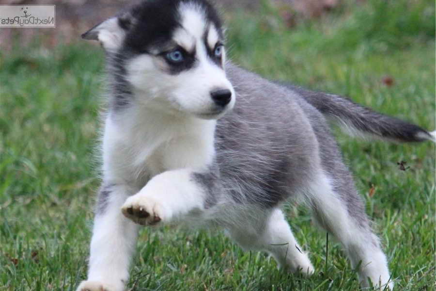 Husky Puppies For Sale In Grand Rapids Michigan