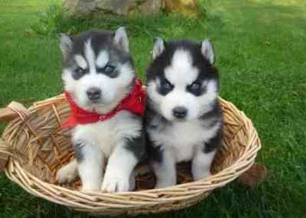 Husky Puppies For Sale In Indiana Cheap