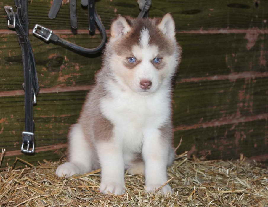 Husky Puppies For Sale In Iowa