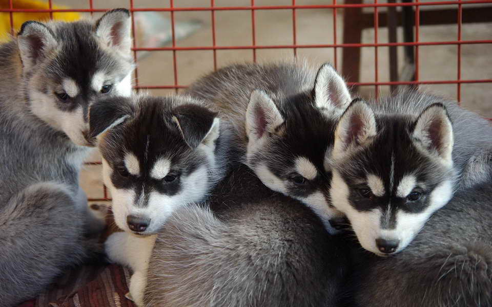 Husky Puppies For Sale In Kansas