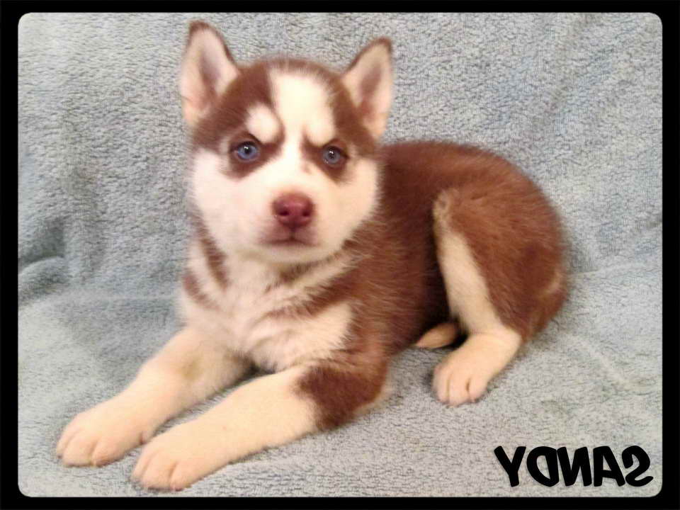 Husky Puppies For Sale In Louisville Ky