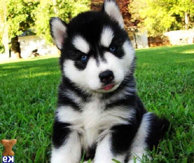 Husky Puppies For Sale In Nc