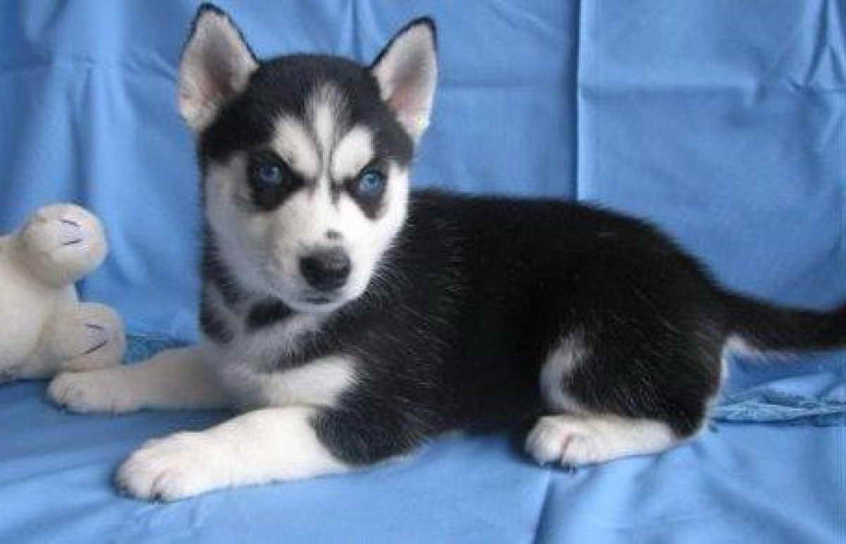 Husky Puppies For Sale In Nebraska