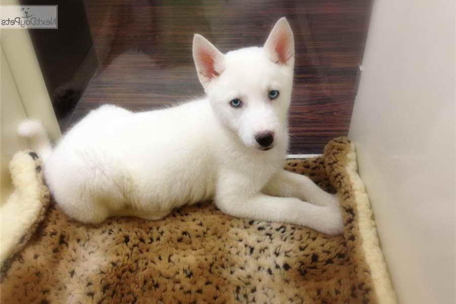 Husky Puppies For Sale In New York