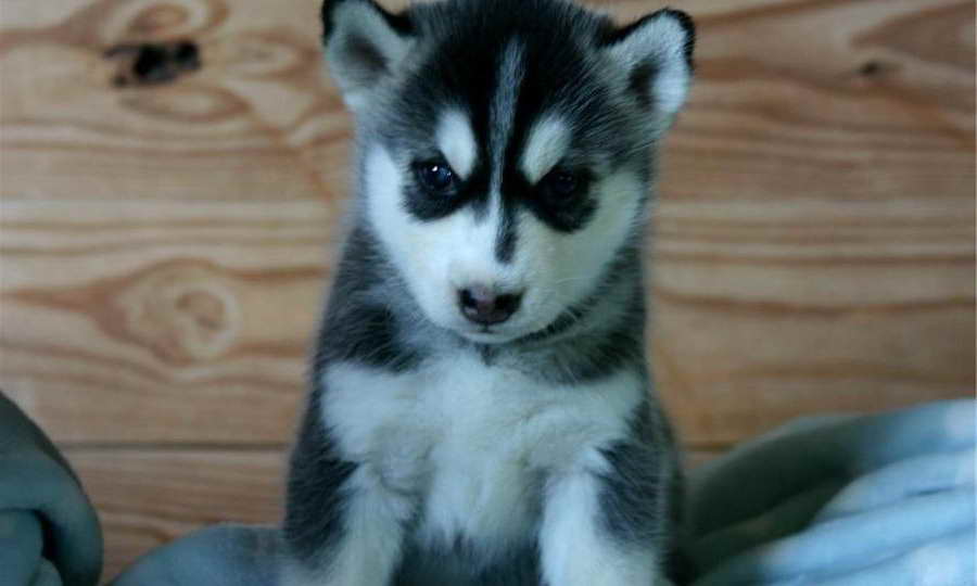 Husky Puppies For Sale In Nm