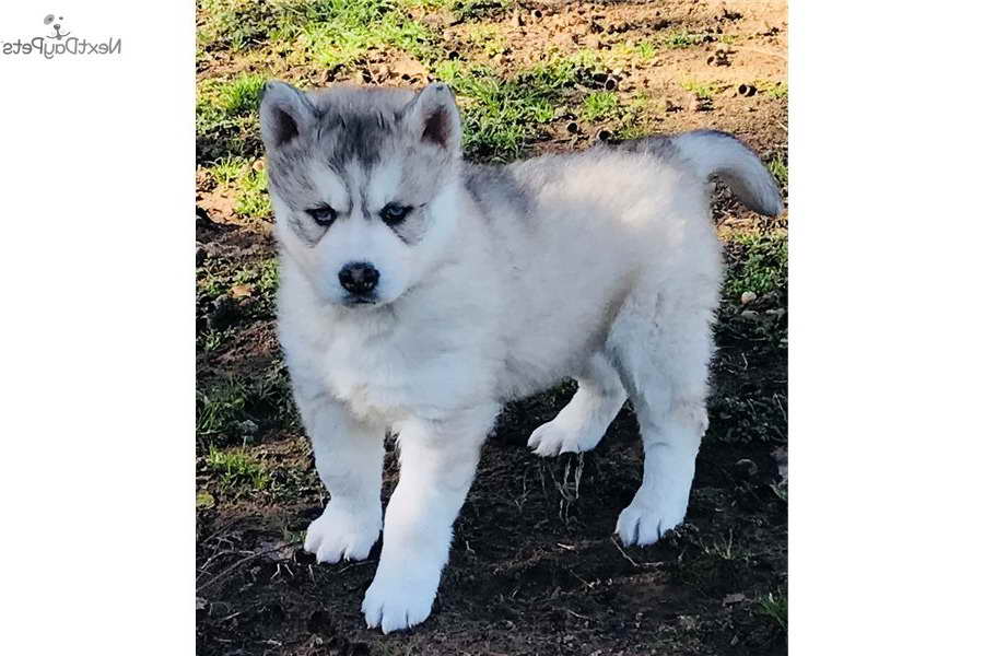 Husky Puppies For Sale In Oklahoma