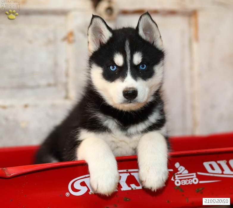 Husky Puppies For Sale In Pennsylvania