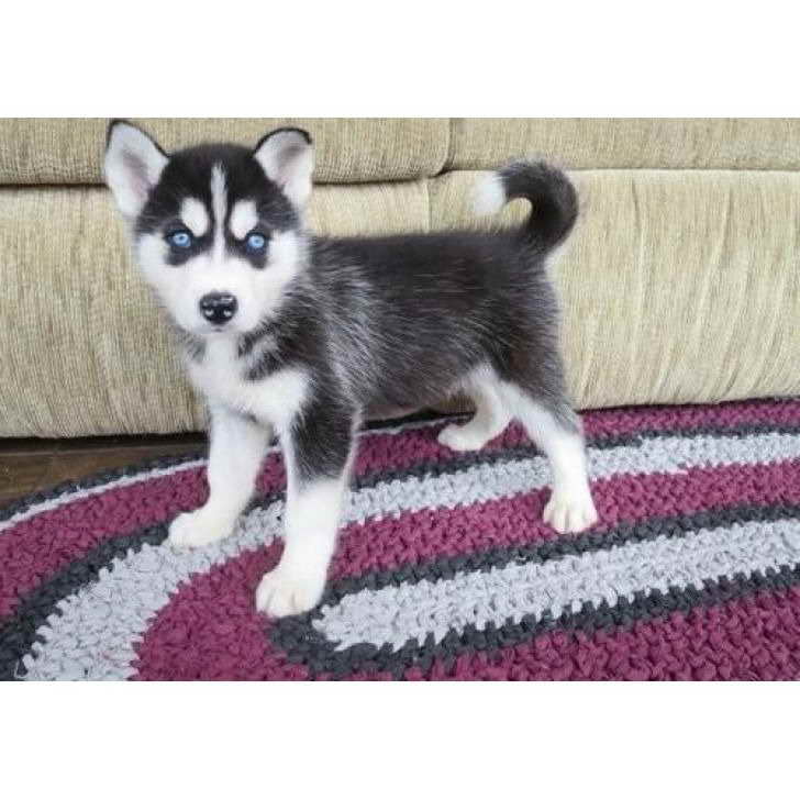 Husky Puppies For Sale In Sacramento