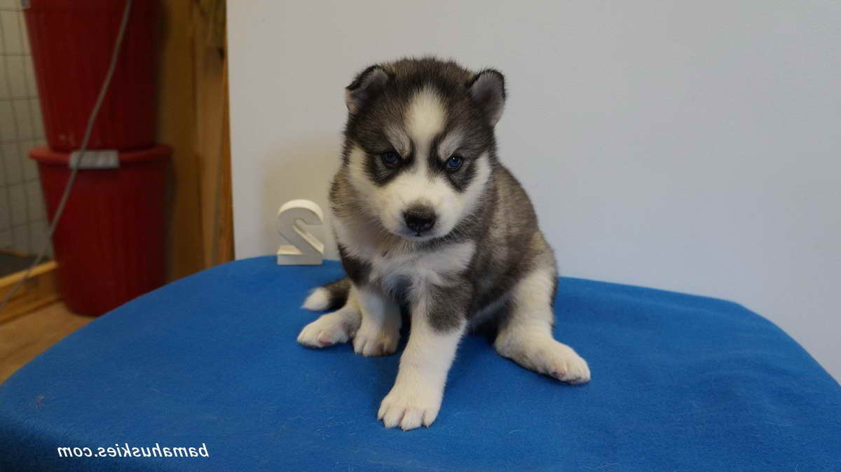 Husky Puppies For Sale In Savannah Georgia