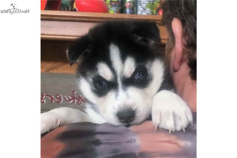 Husky Puppies For Sale In St Louis